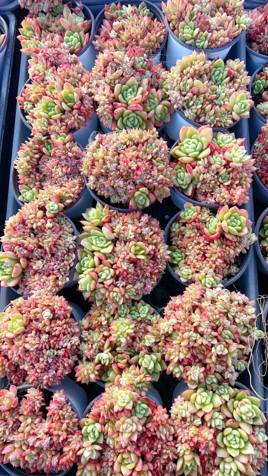 18株の抜き苗セット】ピンクポイント 多肉植物 佐川急便発送