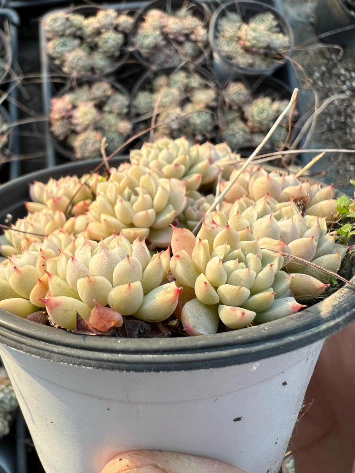 18株の抜き苗セット】ホワイトローズ 多肉植物 佐川急便発送