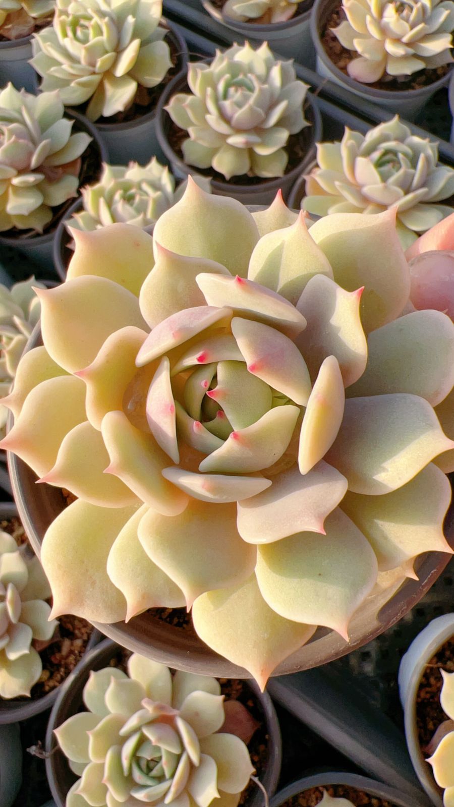 18株の抜き苗セット】ルナレン 多肉植物 佐川急便発送 エケベリア 韓国 18株の抜き苗セット】ルナレン 多肉植物 佐川急便発送 エケベリア 韓国