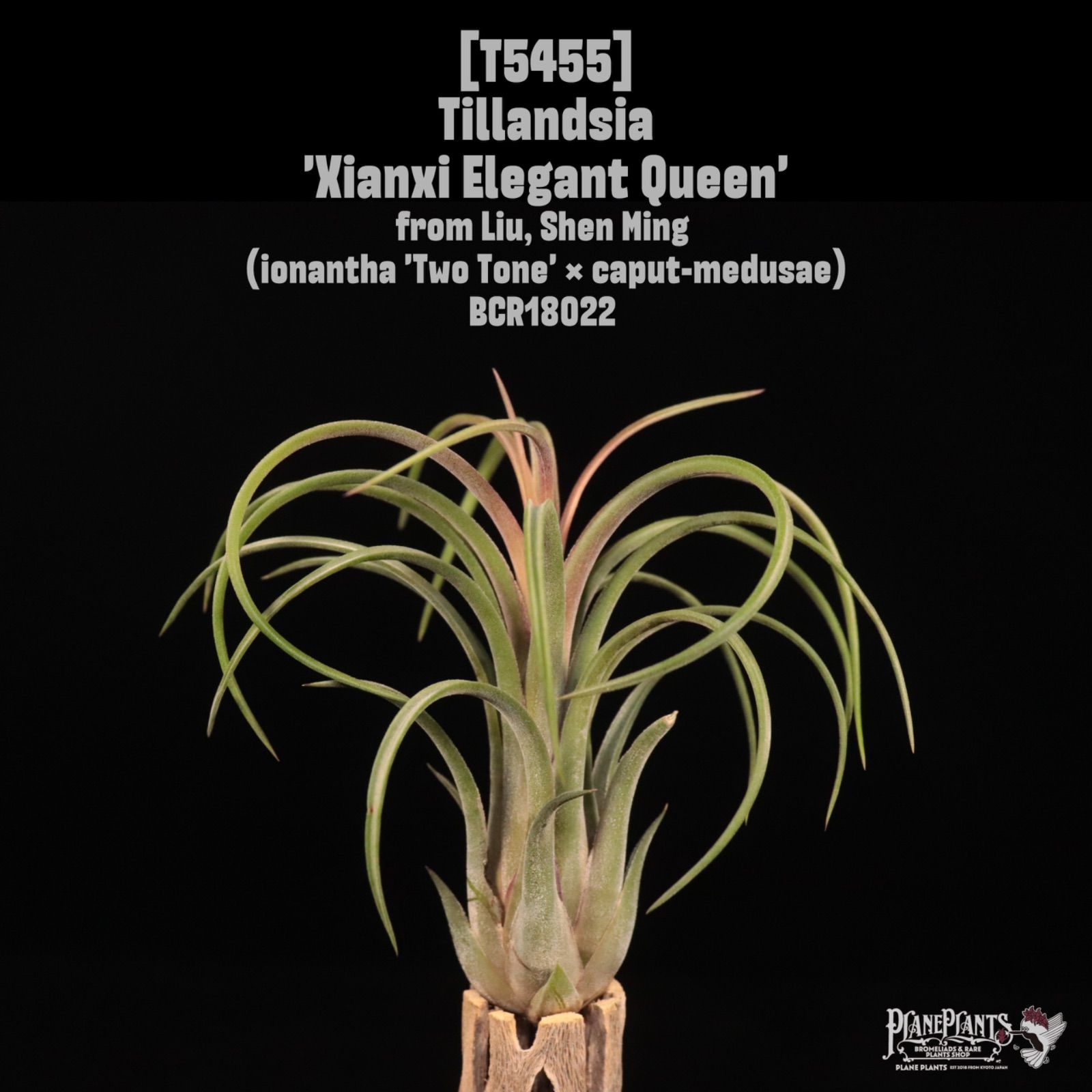 Xianxi Elegant Queen 〔エアプランツ〕現品発送T 5455 | planeplants