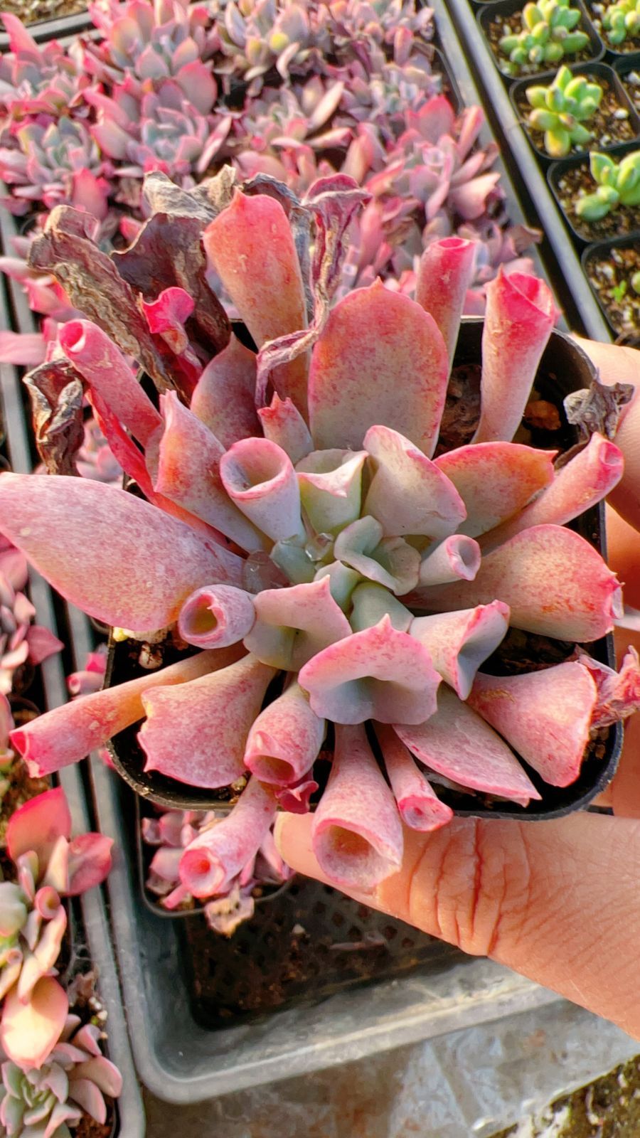 50株の抜き苗セット】トランペットピンキー 多肉植物 佐川急便発送