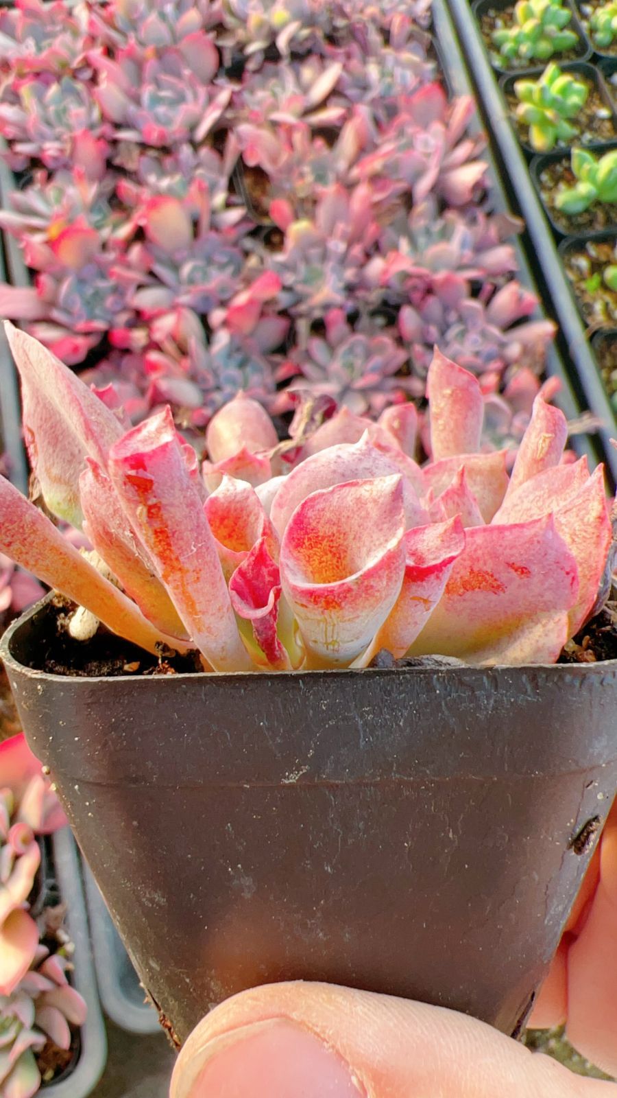 多肉植物　トランペットピンキー　抜き苗 50株の抜き苗セット】トランペットピンキー 多肉植物 佐川急便発送