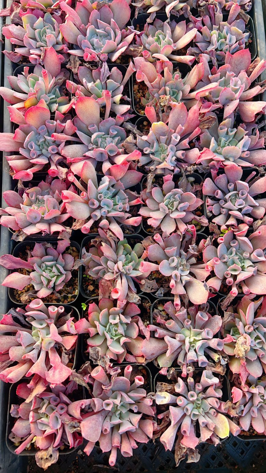 多肉植物　トランペットピンキー　抜き苗 50株の抜き苗セット】トランペットピンキー 多肉植物 佐川急便発送