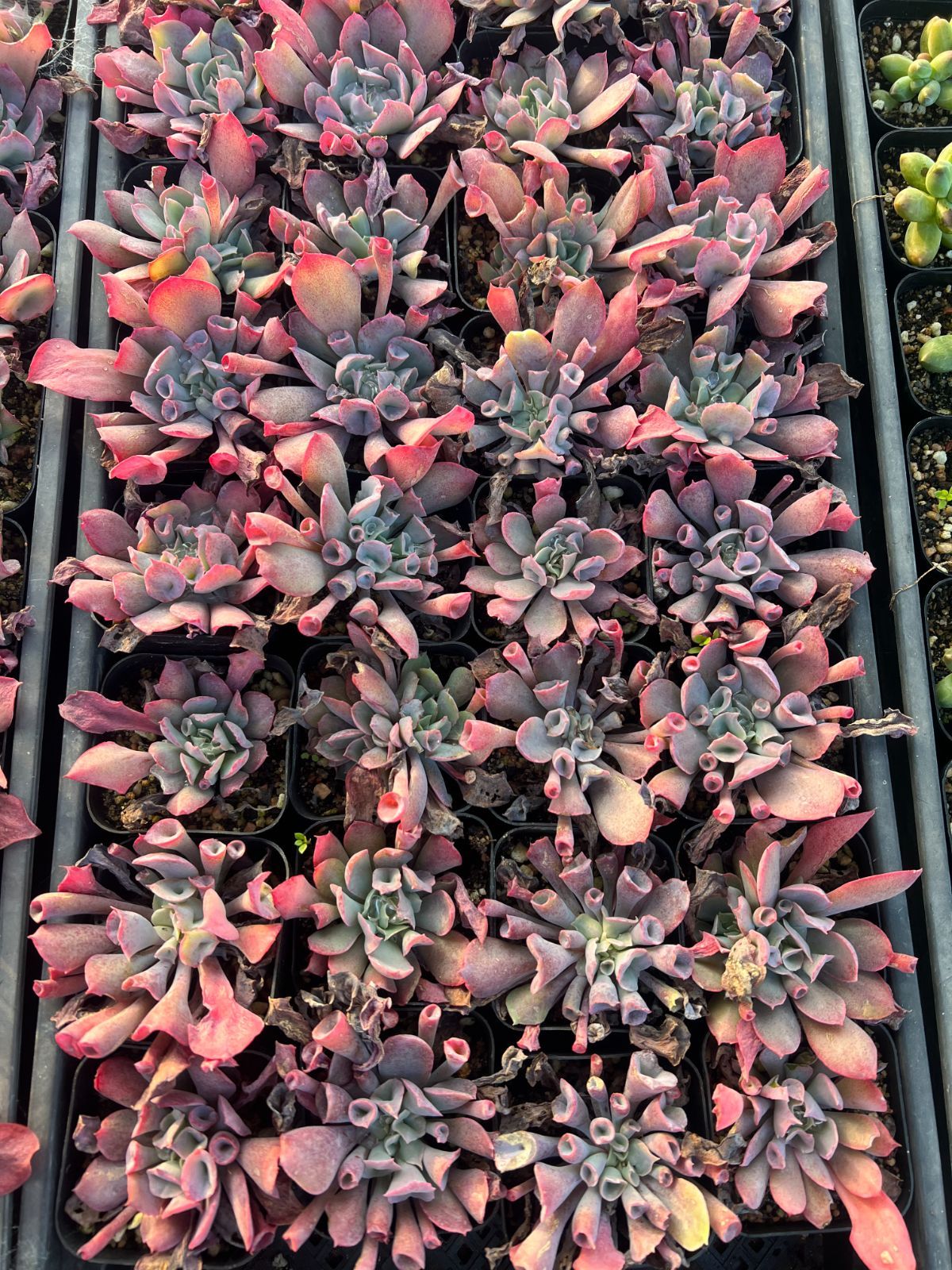 50株の抜き苗セット】トランペットピンキー 多肉植物 佐川急便発送 50株の抜き苗セット】トランペットピンキー 多肉植物 佐川急便発送