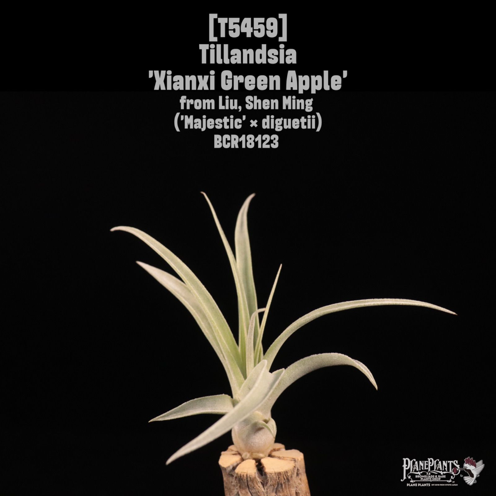 Xianxi Green Apple 〔エアプランツ〕現品発送T 5459 planeplants