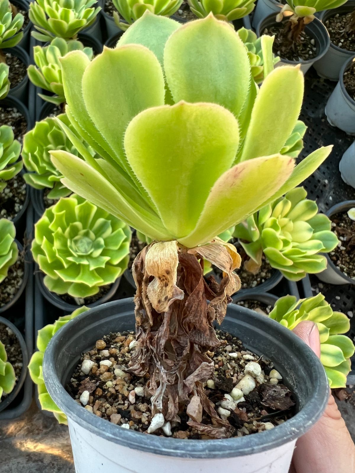 Top【選抜株】多肉植物　21673 メドゥーサー綴化24個　鉢無し/脱土 24株の抜き苗セット】グリーンメデゥーサ 多肉植物 佐川急便発送