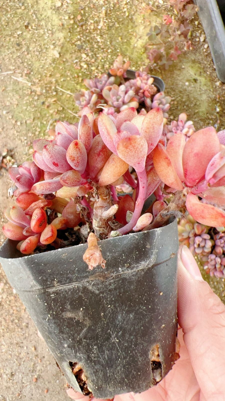 50株の抜き苗セット】パープルドリーム 多肉植物 佐川急便発送 50株の抜き苗セット】パープルドリーム 多肉植物 佐川急便発送