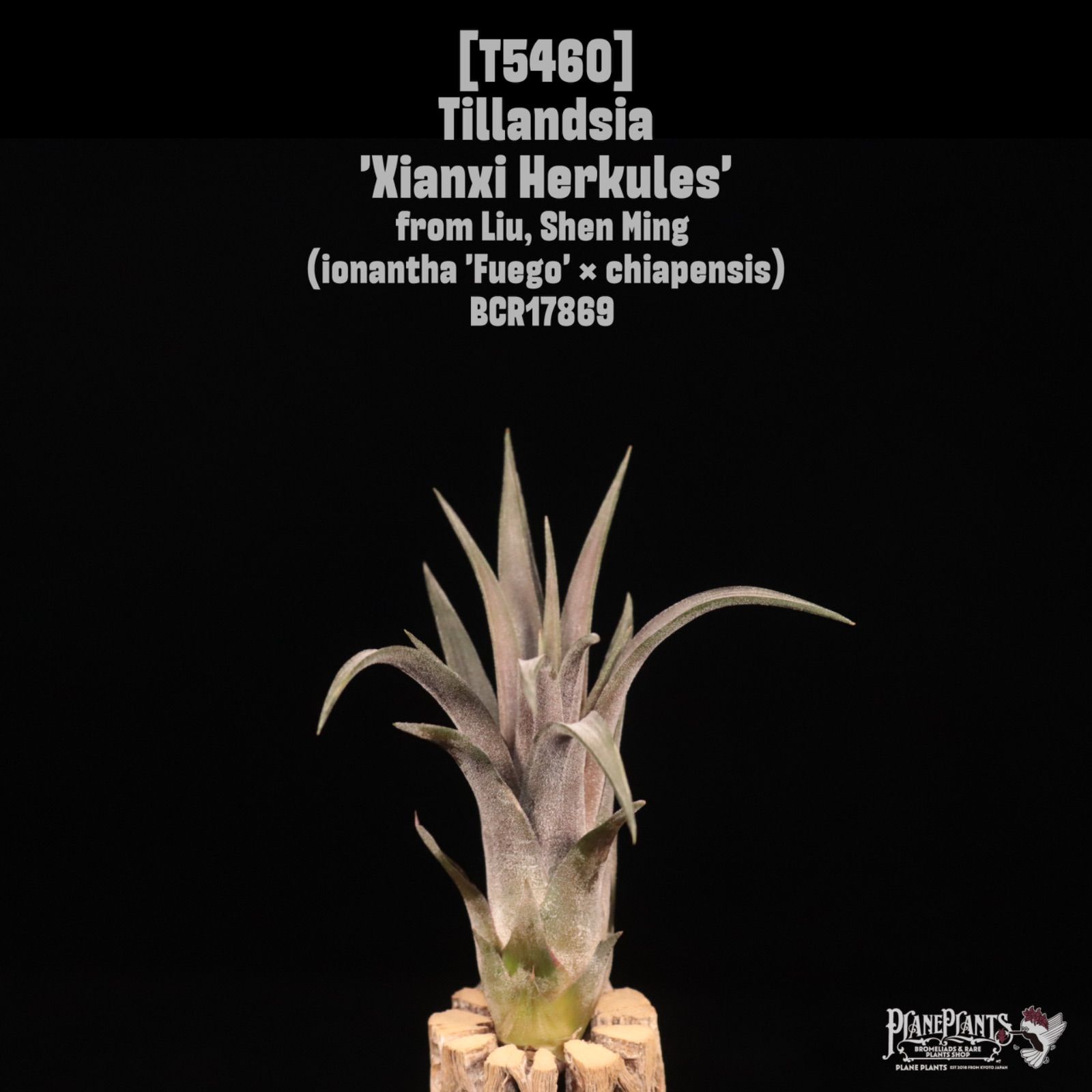 Xianxi Herkules 〔エアプランツ〕現品発送T 5460 planeplants