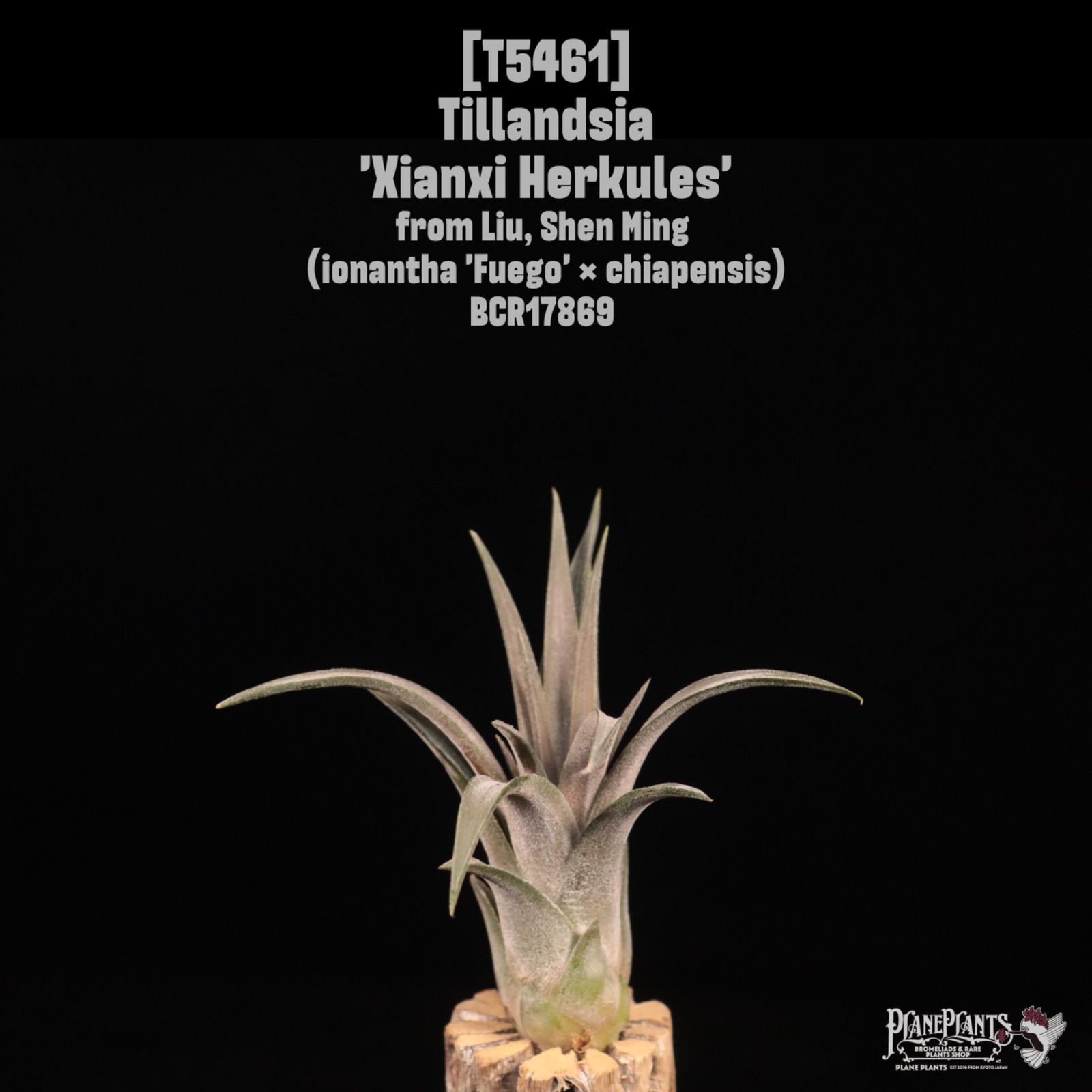 Xianxi Herkules 〔エアプランツ〕現品発送T 5461 | planeplants