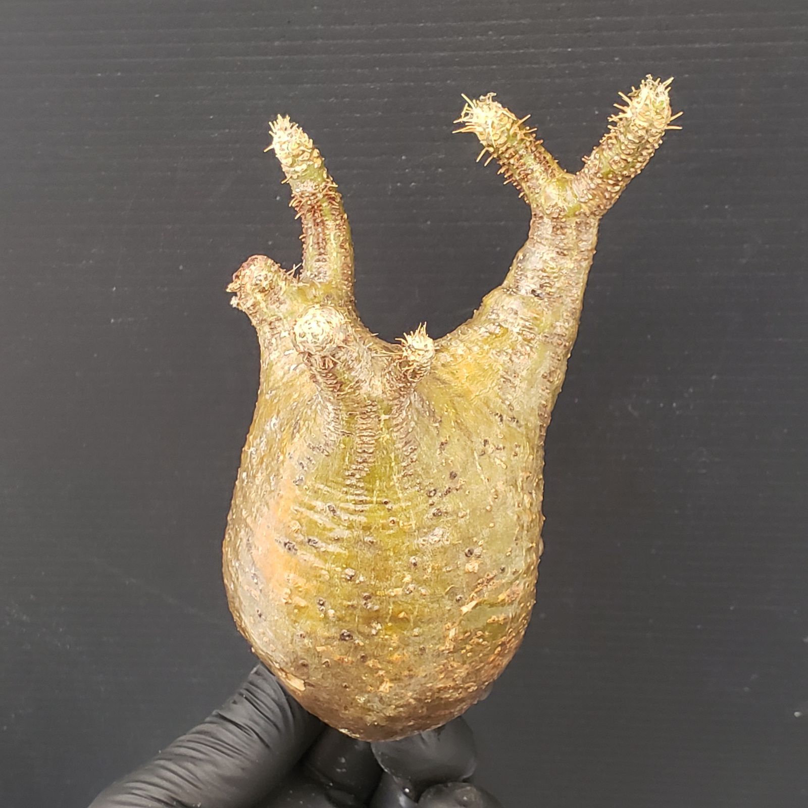 G314【最新到着】Pachypodium グラキリス（S)（現地球・抜き苗）【塊根 