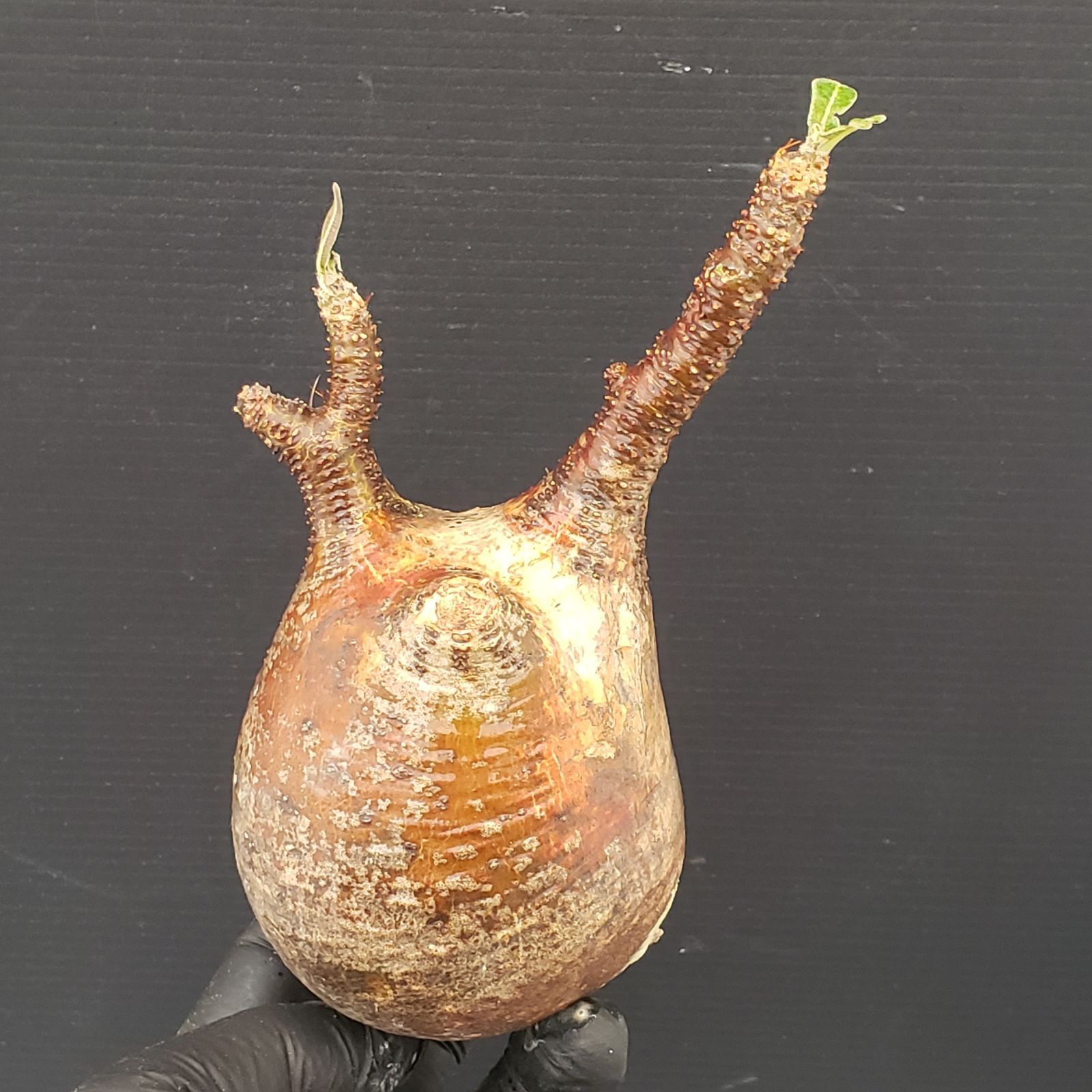 G321【最新到着】Pachypodium グラキリス（S)（現地球・抜き苗）【塊根