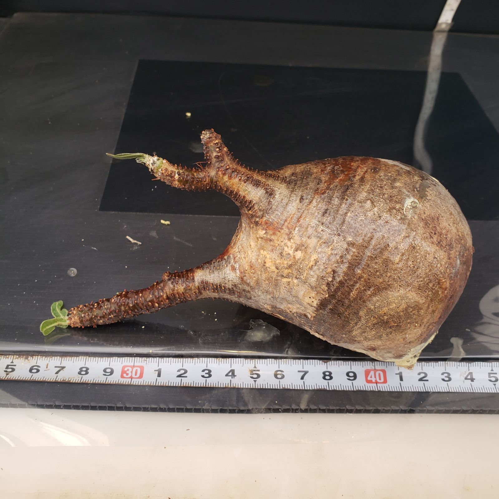 G321【最新到着】Pachypodium グラキリス（S)（現地球・抜き苗）【塊根