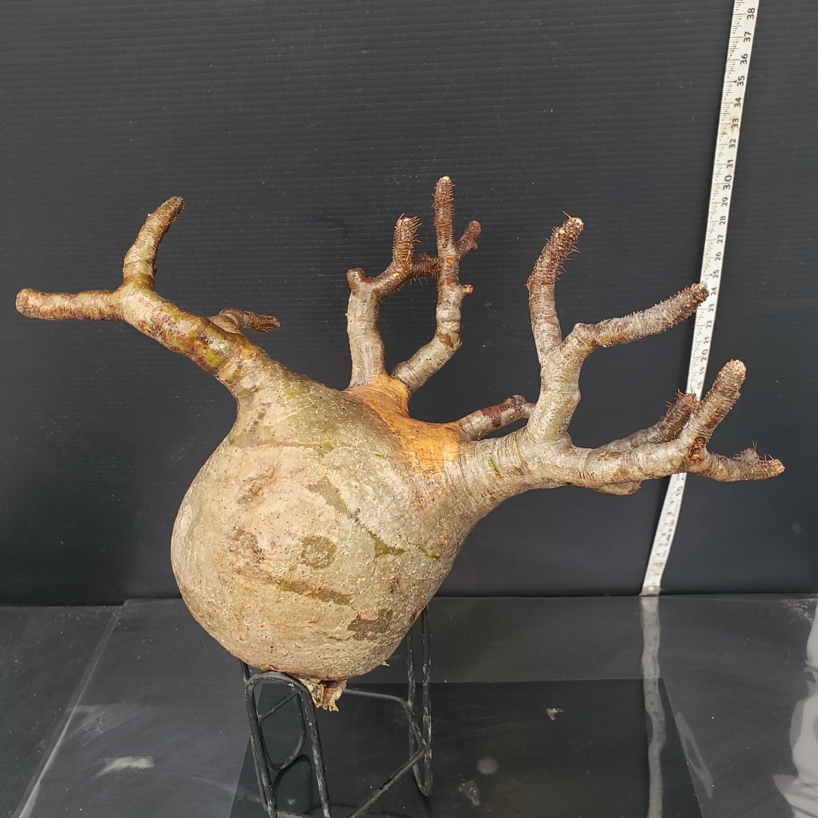 華僑ビジネスの秘密 日本生まれの富豪華僑が語る / 孫 忠利 / こう書房