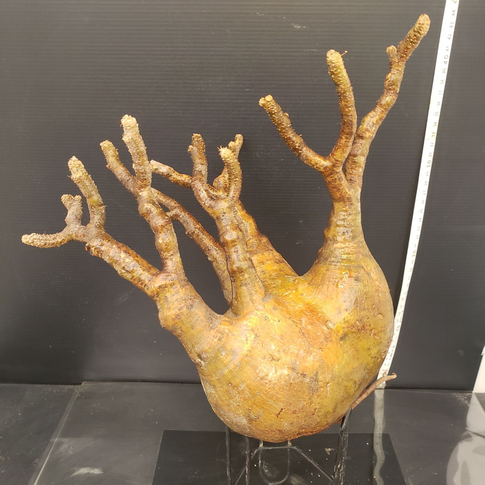 G351【最新到着】Pachypodium グラキリス（L)（現地球・抜き苗