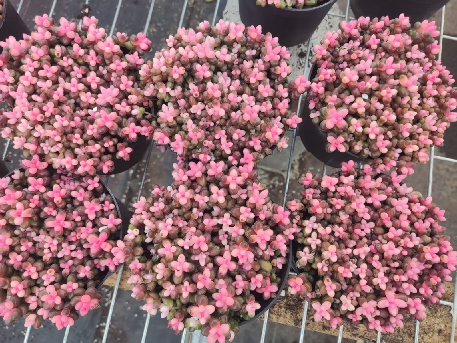 新入荷 サンゴジュ錦 Z2540×15苗 土鉢付き 多肉植物 アエオニウム