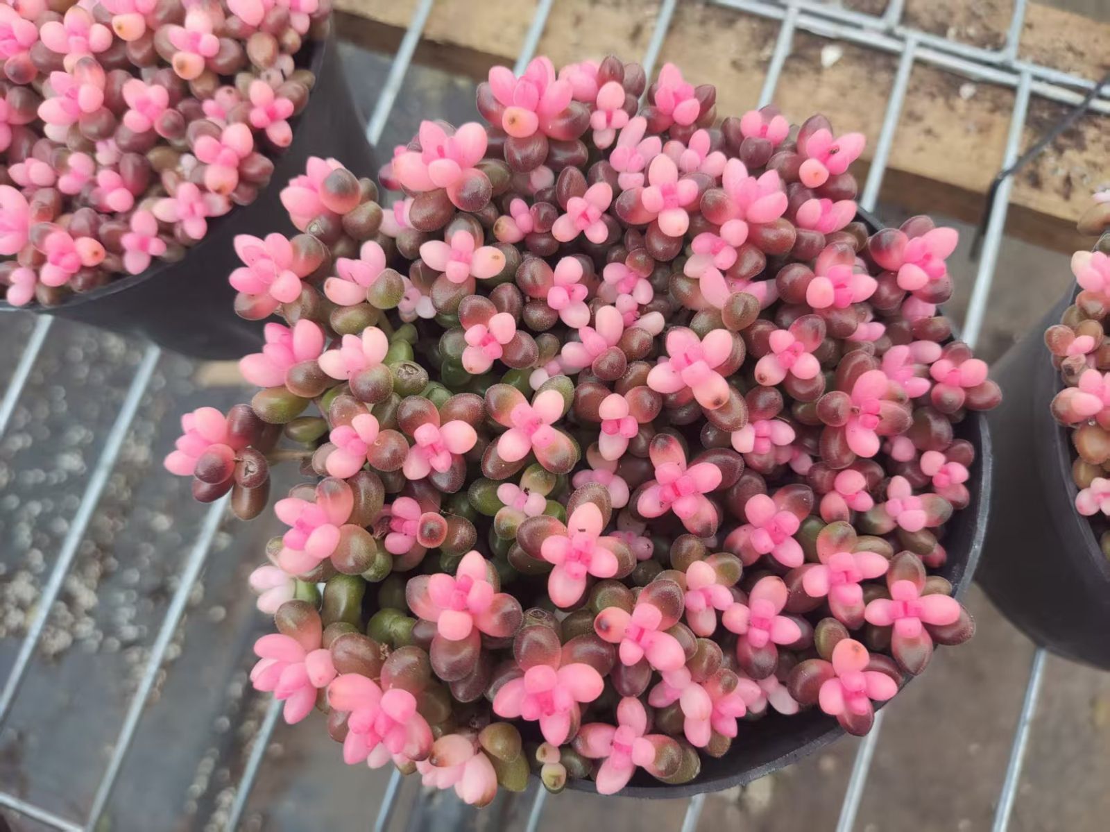 新入荷 サンゴジュ錦 Z2540×15苗 土鉢付き 多肉植物 アエオニウム