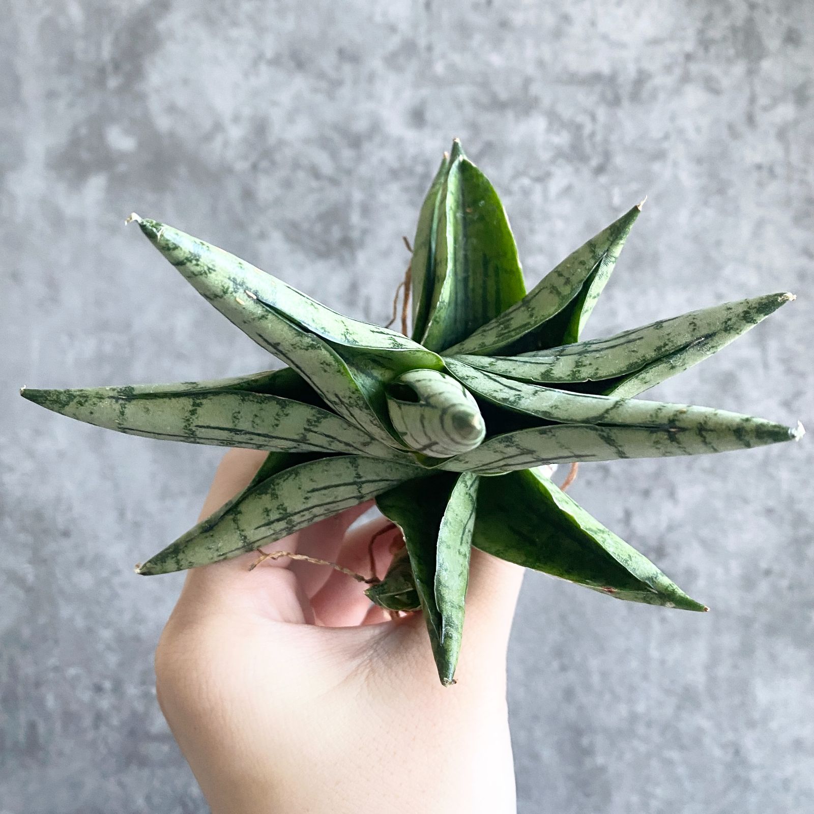 S11069極上S級特選美株！サンスベリア ハイブリッド Manja