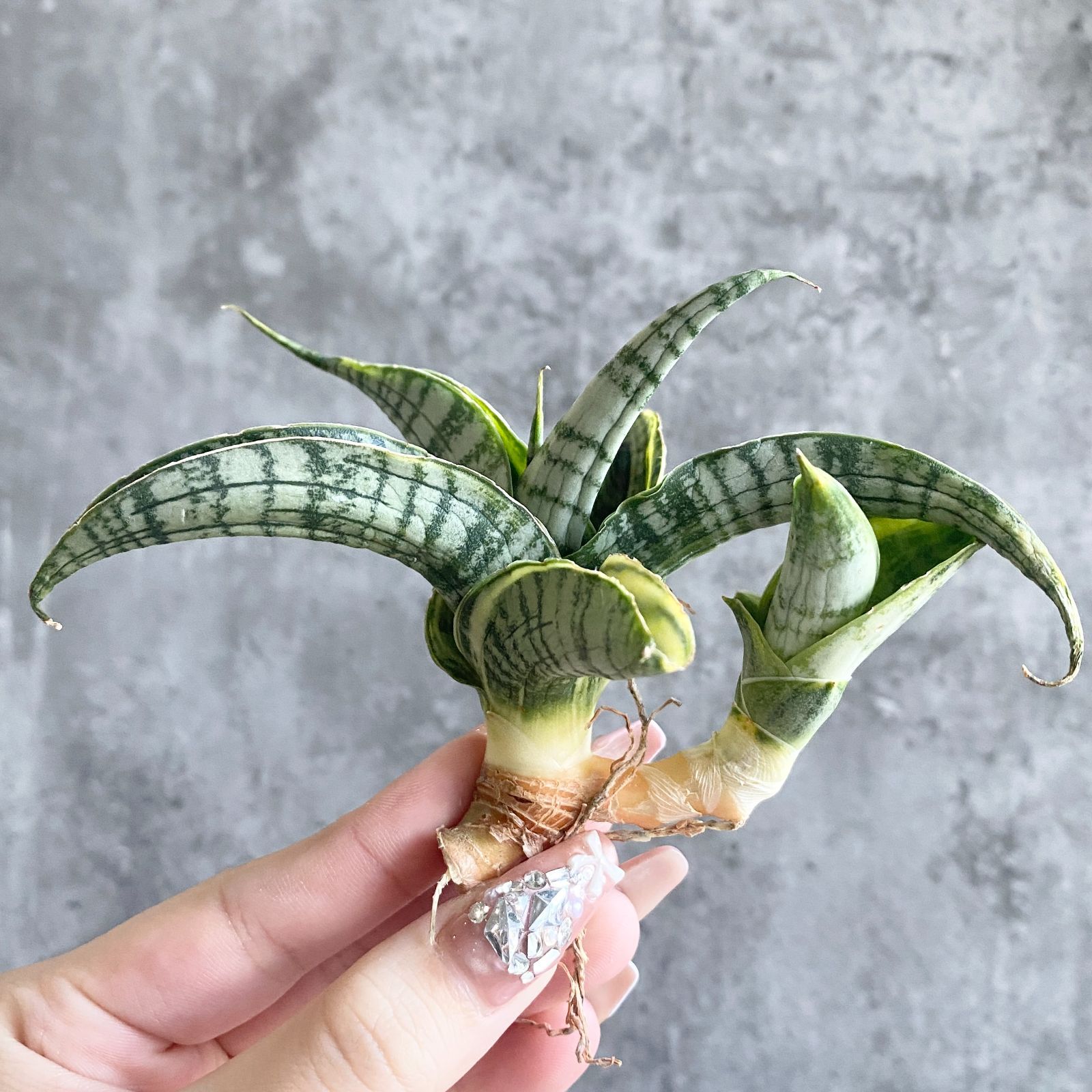 黄*者様 S8919-2★オークション★ サンスベリア ロリダ ヴァエリガータ 黄*者様 S8919-2☆オークション☆ サンスベリア ロリダ ヴァエリガータ