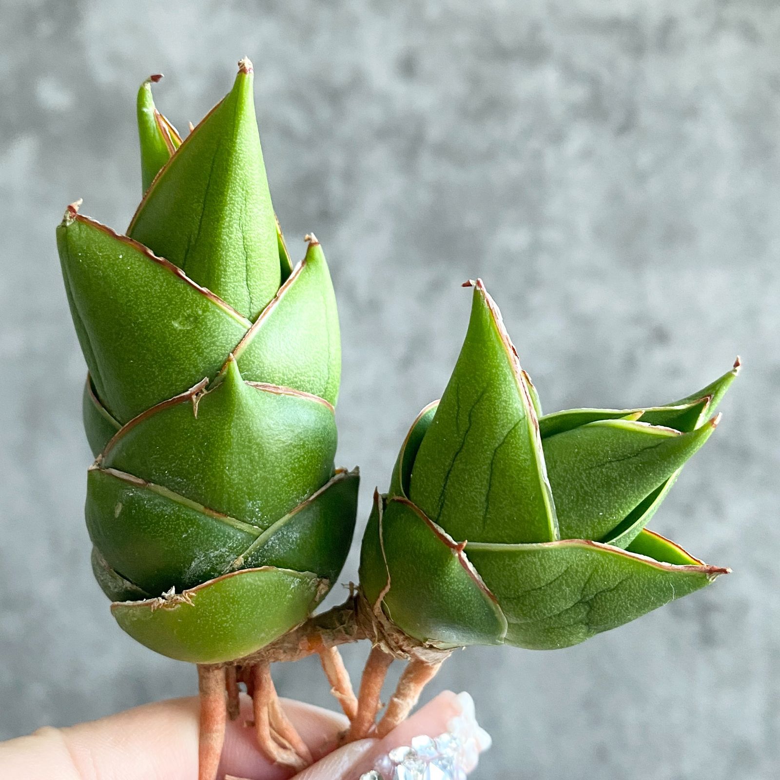 S11075超希少！極上SS級特選美株！サンスベリア スパイダー