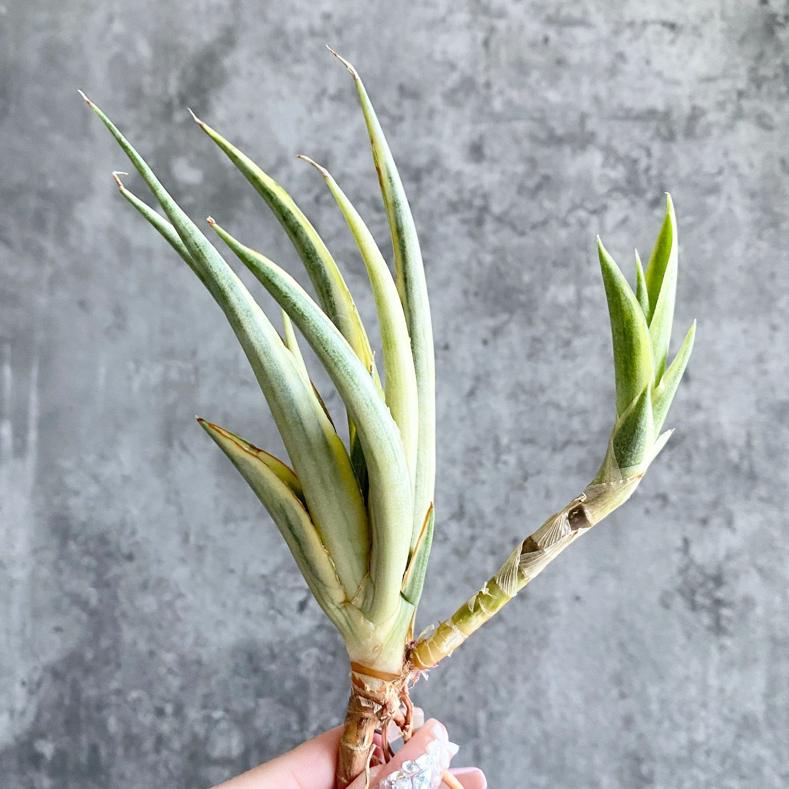 S11080【極上S級 縞斑入り！！】サンスベリア グラキリス 縞斑入り