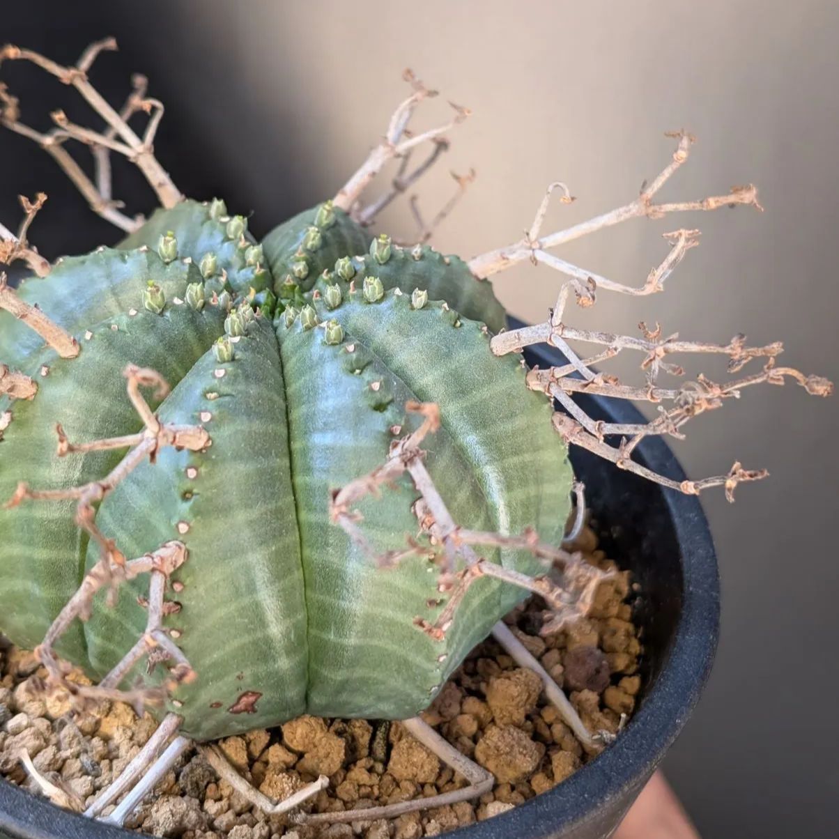 ユーフォルビア バリダ　大株群生　現品鉢ごと発送 ユーフォルビア 配送 バリダ【現品】 鉢のまま発送 A