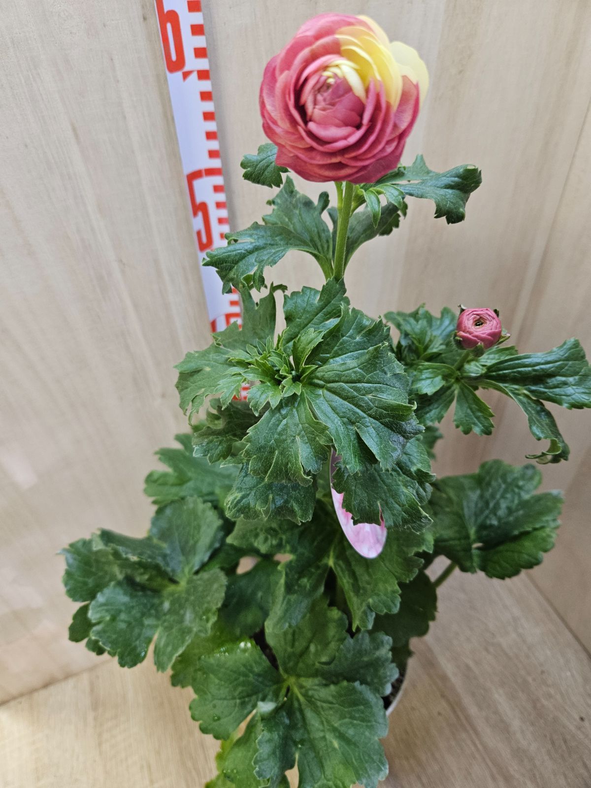 ラナンキュラス ラックス ヘラ2