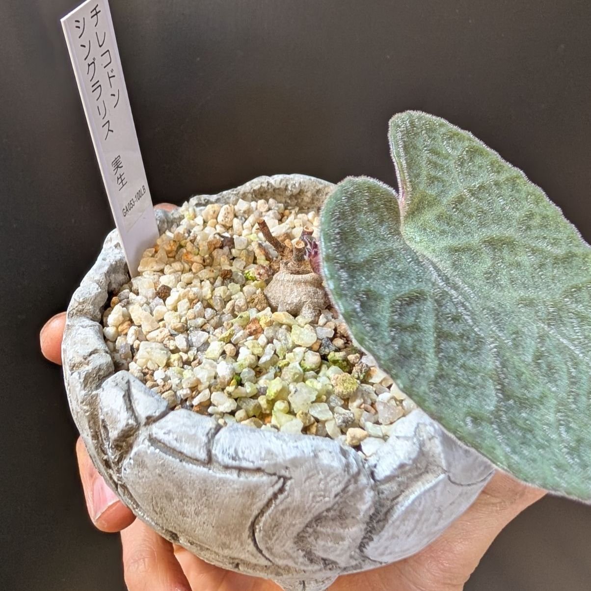 チレコドン シングラリス【現品】早いもの勝ち 鉢のまま発送 - メルカリ