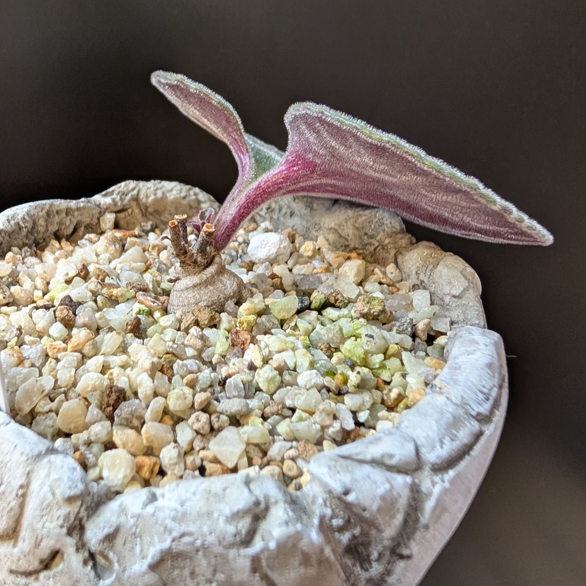 チレコドン シングラリス【現品】早いもの勝ち 鉢のまま発送