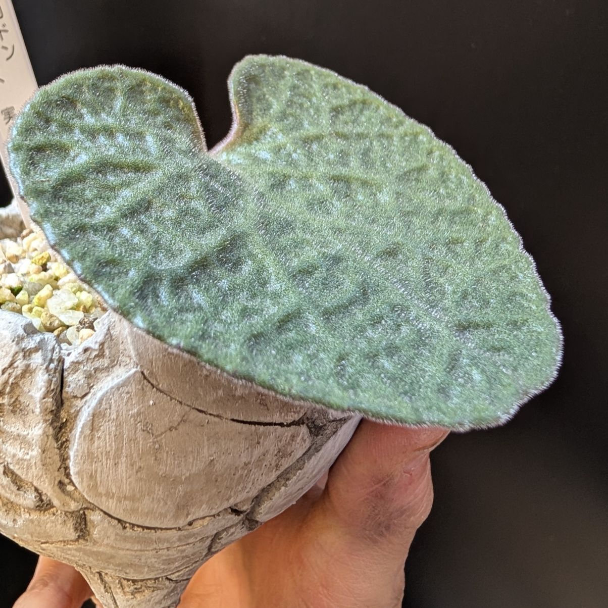 チレコドン シングラリス【現品】早いもの勝ち 鉢のまま発送 - メルカリ