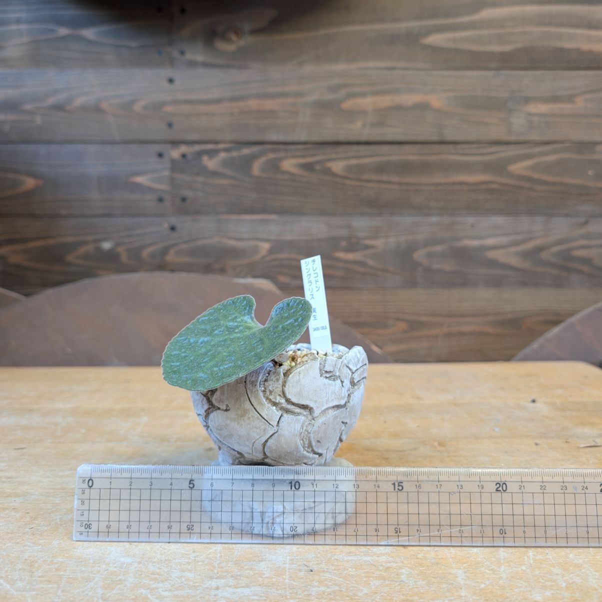 チレコドン シングラリス 鉢ごと発送① チレコドン シングラリス【現品】早いもの勝ち 鉢のまま発送 - メルカリ