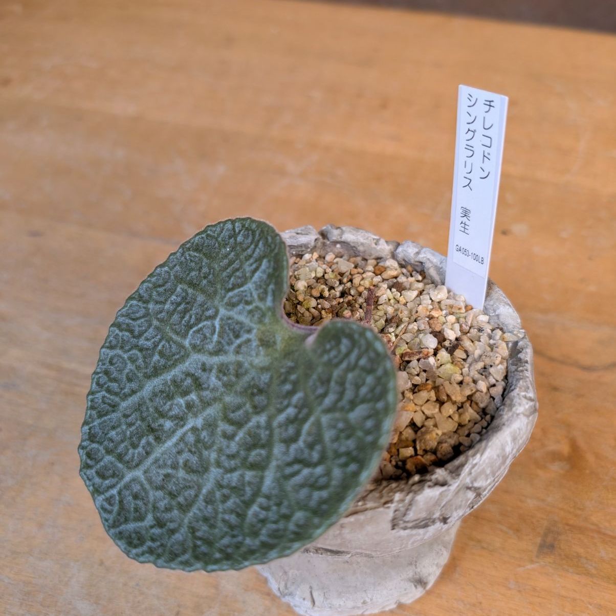 チレコドン シングラリス【現品】早いもの勝ち 鉢のまま発送 - メルカリ