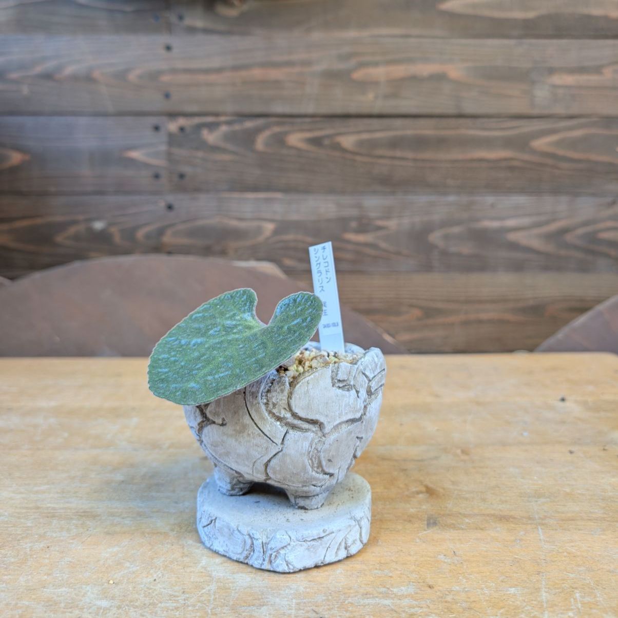 チレコドン シングラリス【現品】早いもの勝ち 鉢のまま発送 - メルカリ