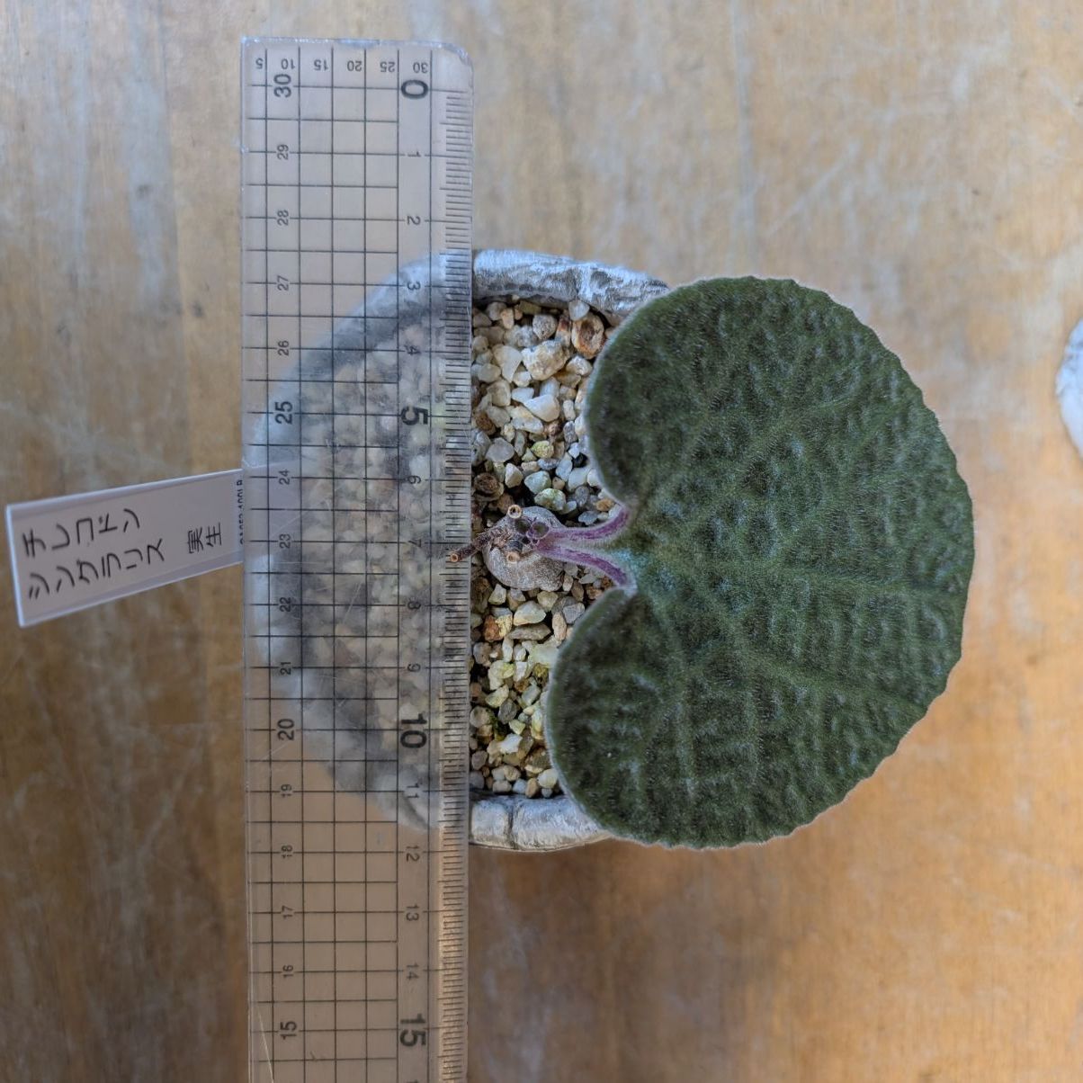 チレコドン シングラリス【現品】早いもの勝ち 鉢のまま発送