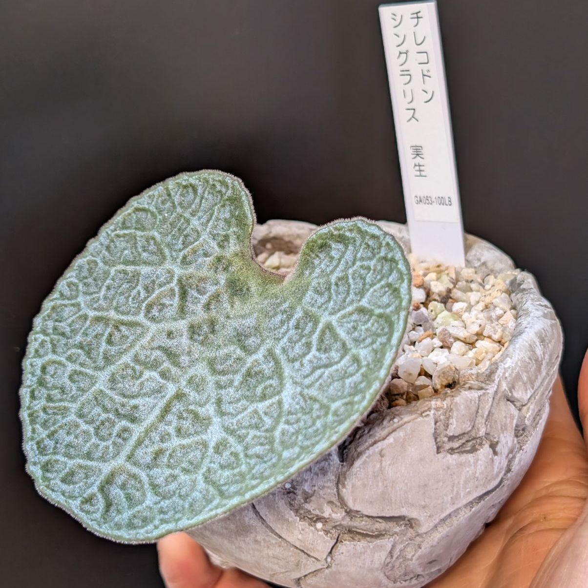 チレコドン シングラリス【現品】早いもの勝ち 鉢のまま発送 - メルカリ