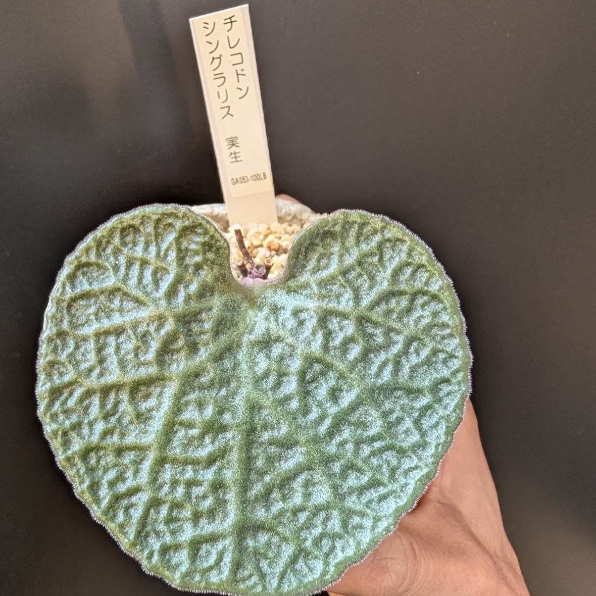 チレコドン シングラリス【現品】早いもの勝ち 鉢のまま発送 - メルカリ