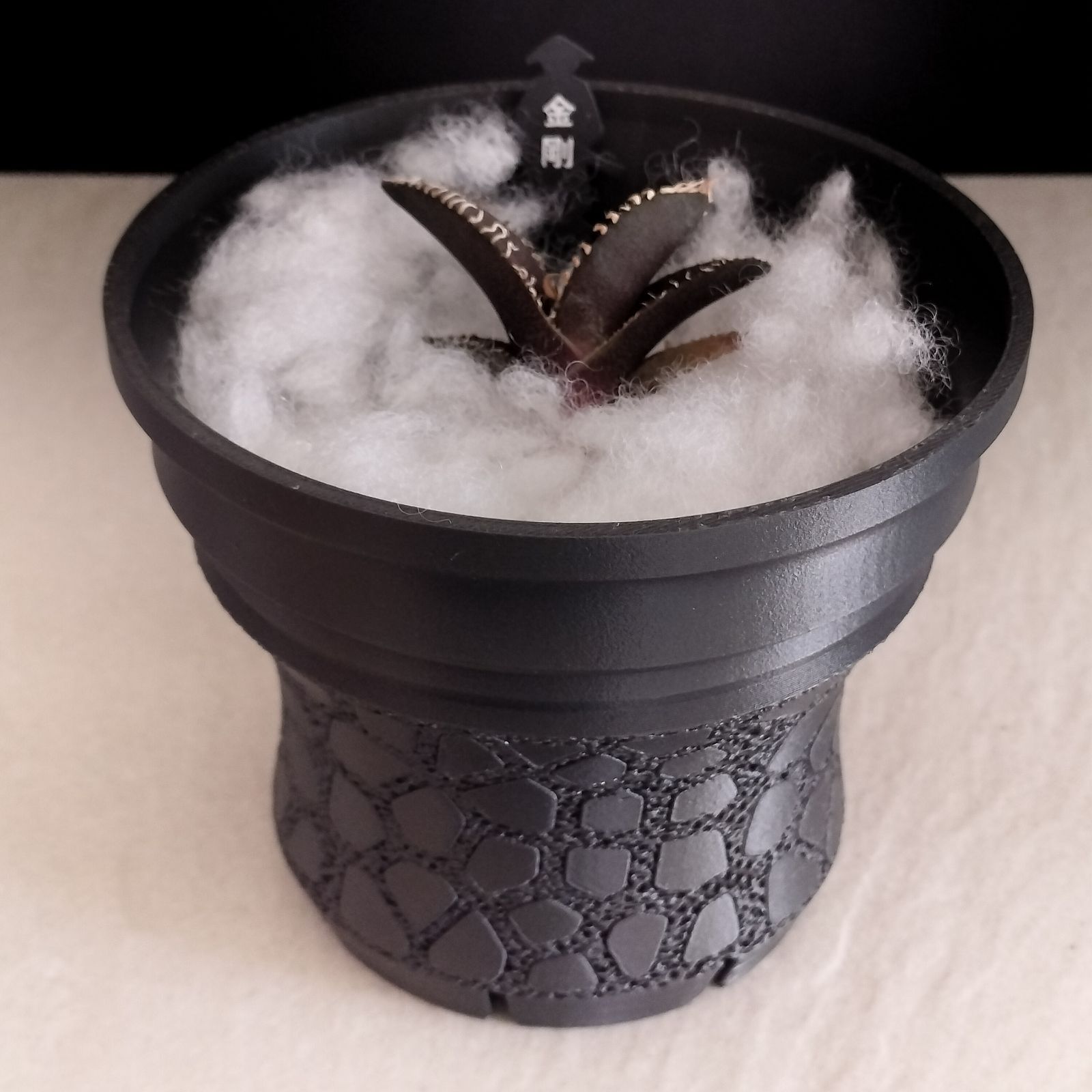 アガベ　金剛　キングコング　鉢ごと 金刚】アガベ チタノタ 子株 亀甲積み鉢120 鉢付きセット 金剛 キング