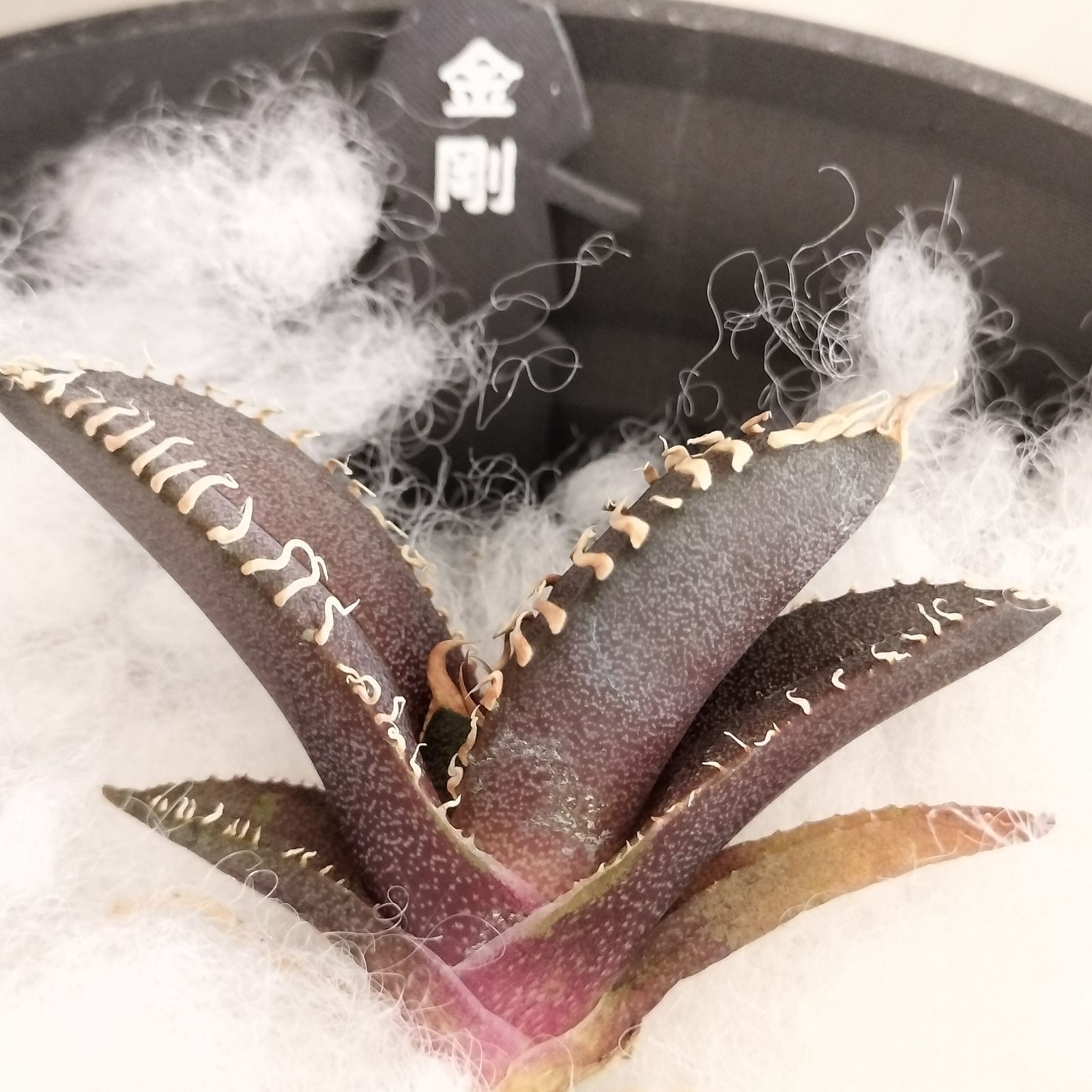 金刚】アガベ チタノタ 子株 亀甲積み鉢120 鉢付きセット 金剛 キング