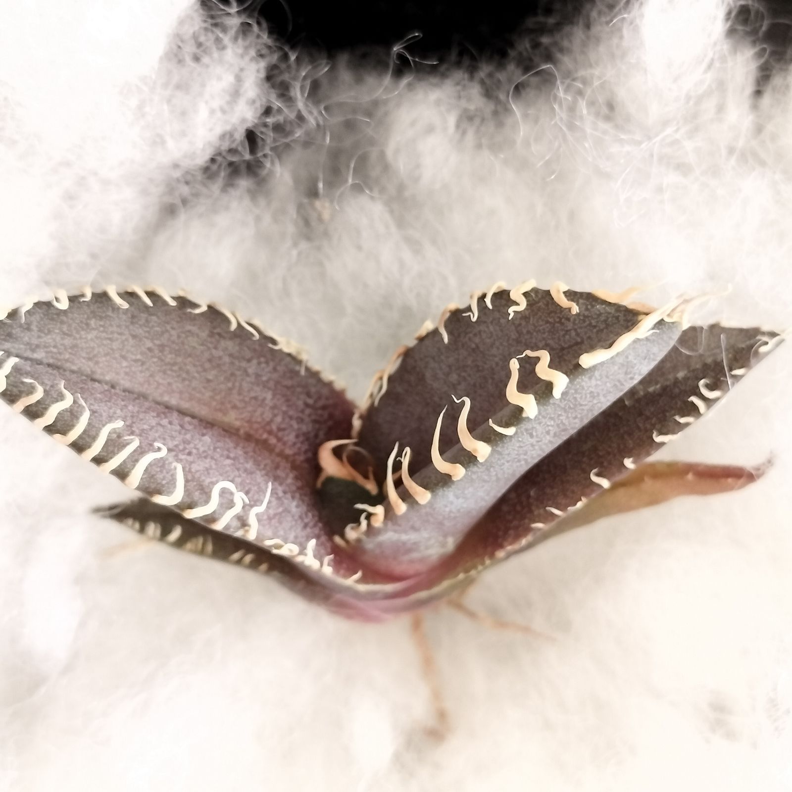 金刚】アガベ チタノタ 子株 亀甲積み鉢120 鉢付きセット 金剛 キング