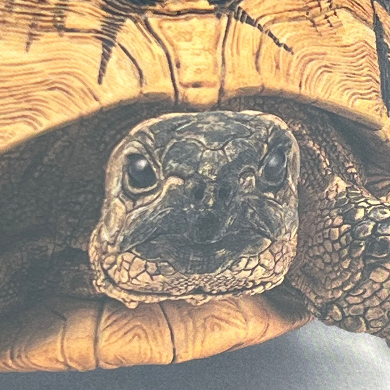 ヘルマンリクガメ 部屋んぽver. 「一番くじ 爬虫類＆両生類～Tiny