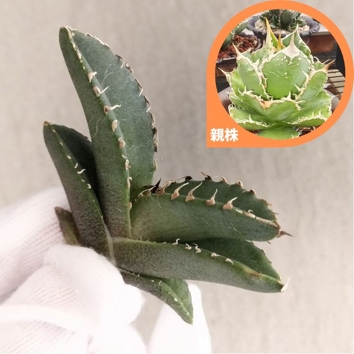 Teton 8-10 フライリール ブラック