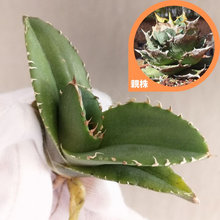 地勇星】アガベ チタノタ 子株 亀甲積み鉢120 鉢付きセット ちゆうせい