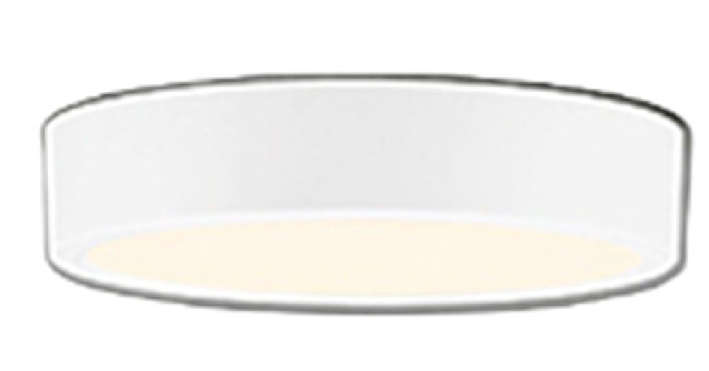 MB-2023/HNHN/SS-SV) アグラオネマ ピクタム