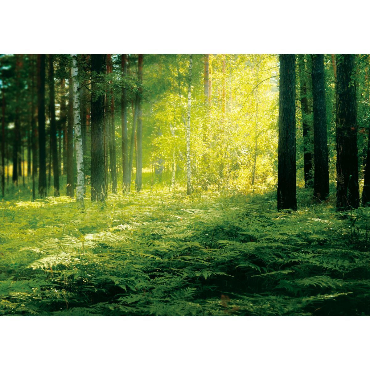 B お風呂ポスター