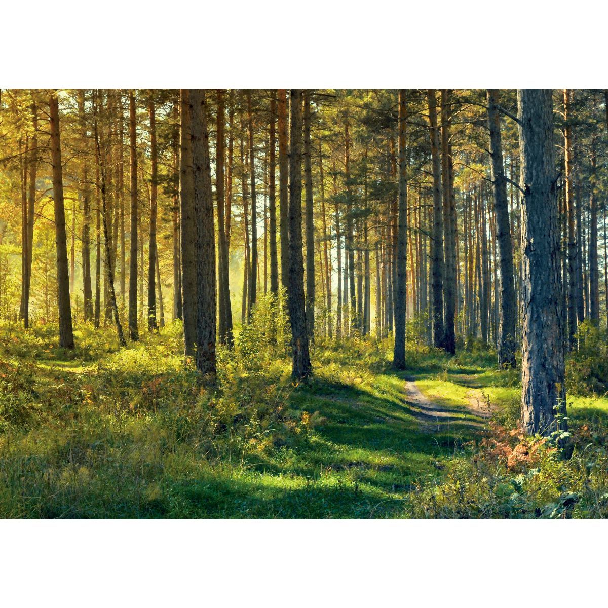 B お風呂ポスター