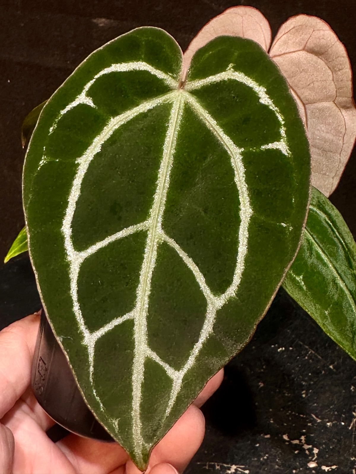 Anthurium Michelle X Silver Chrome(HU)