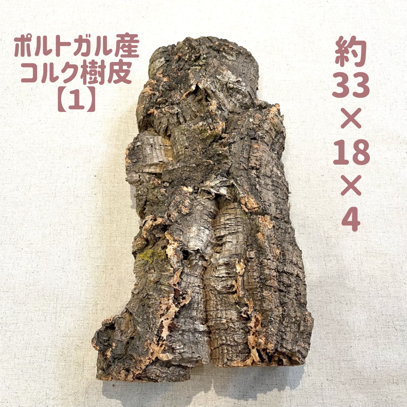 観葉植物 ポルトガル産・ 天然コルク樹皮／ビカクシダ・ティランジア