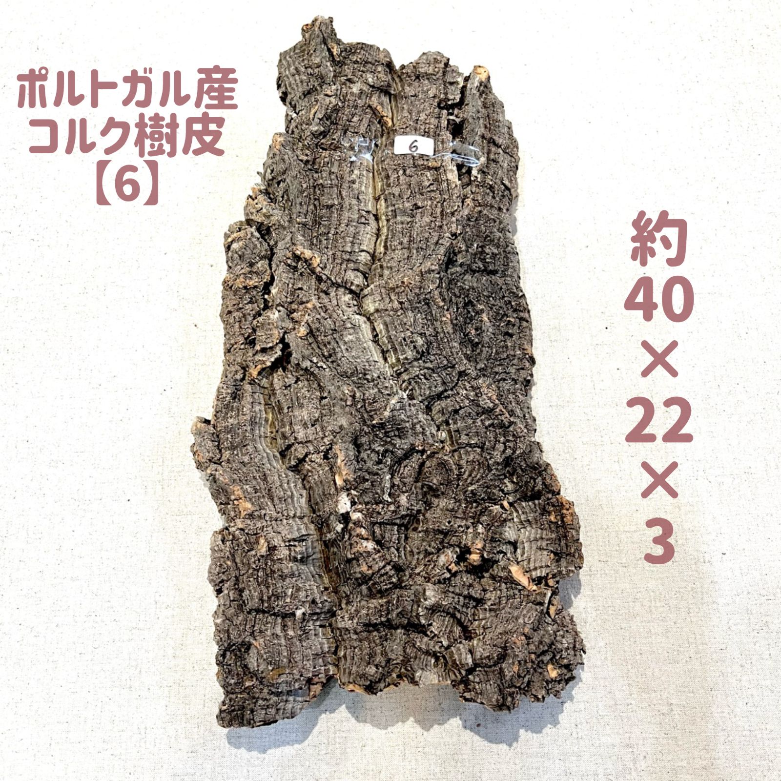 観葉植物 ポルトガル産・ 天然コルク樹皮／ビカクシダ・ティランジア