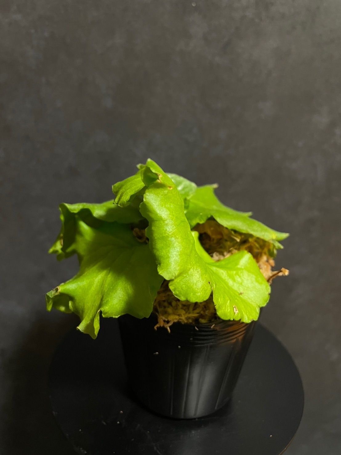 ビカクシダ リドレイ モンキーキング (Platycerium ridleyi 'Monkey King')