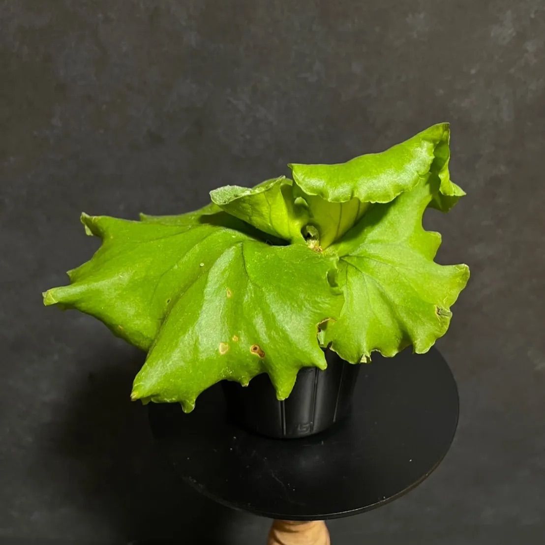 ビカクシダ リドレイ モンキーキング (Platycerium ridleyi 'Monkey King')