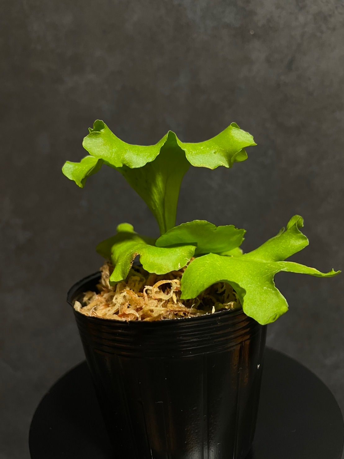 ビカクシダ モンキーキング-Platycerium Monkey King ビカクシダ リドレイ モンキーキング (Platycerium ridleyi 'Monkey